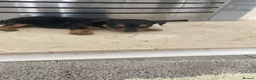 Mixed Breed dogs for sale: Jack russle - Yorkie  in Mitcham - Advert 2