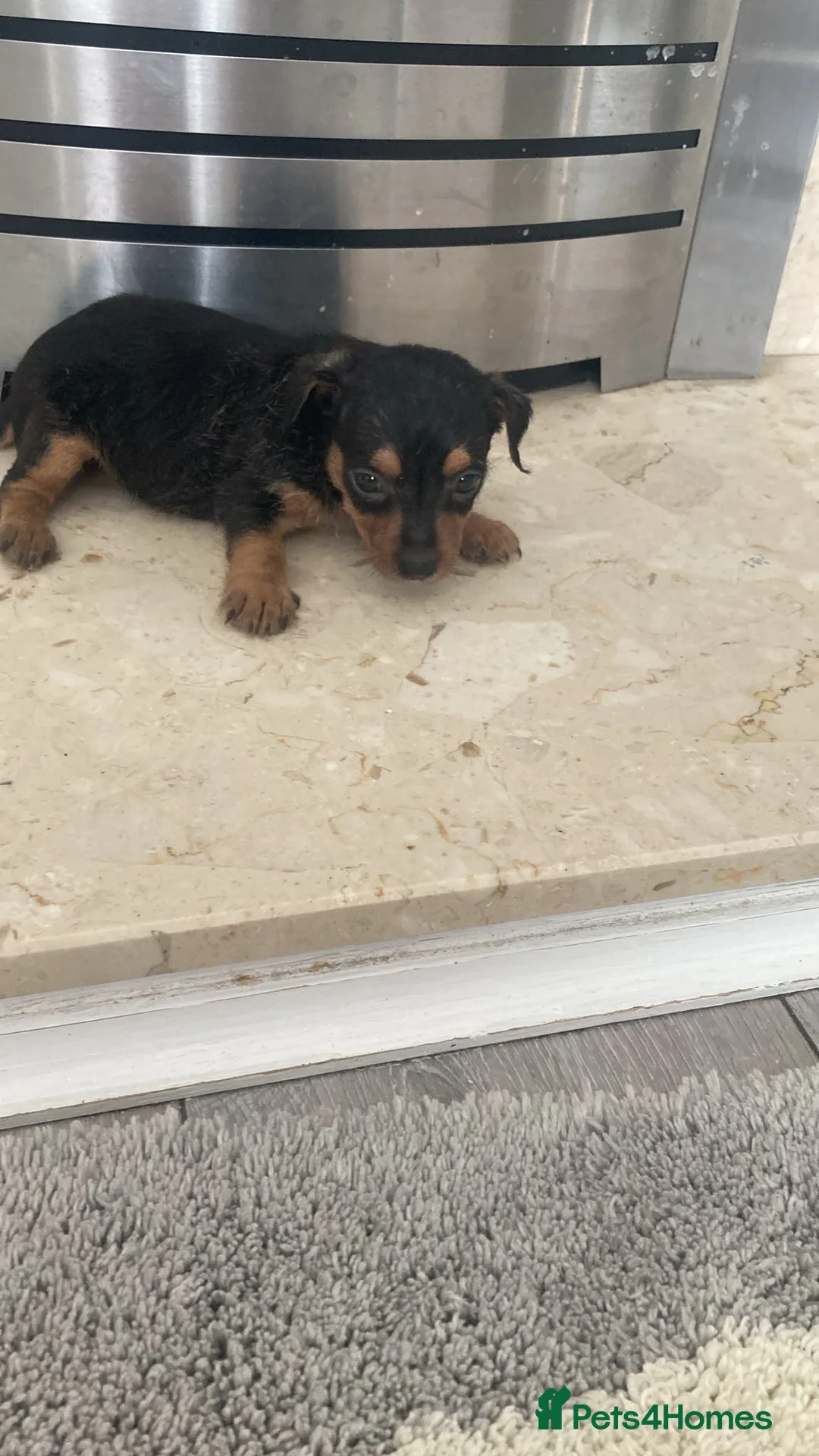Mixed Breed dogs for sale: Jack russle - Yorkie  in Mitcham - Advert 2