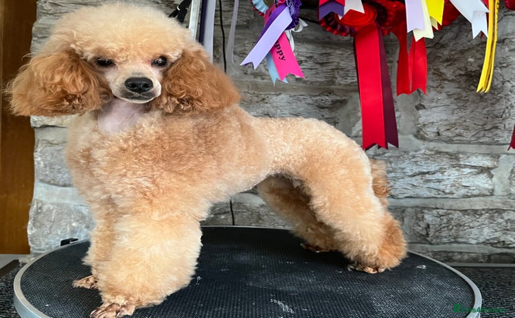 Toy Poodle dogs - Advert 2