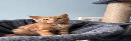 Mixed Breed cats for sale: Four beautiful all ginger kittens  - Advert 13