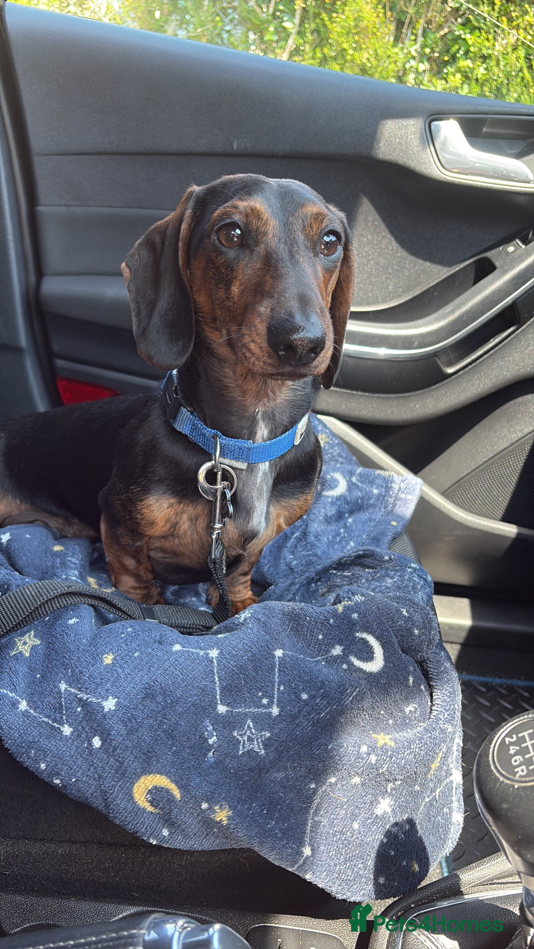 Dachshund dogs for stud: STUD - smooth haired brindle (black+tan) dachshund - Advert 2