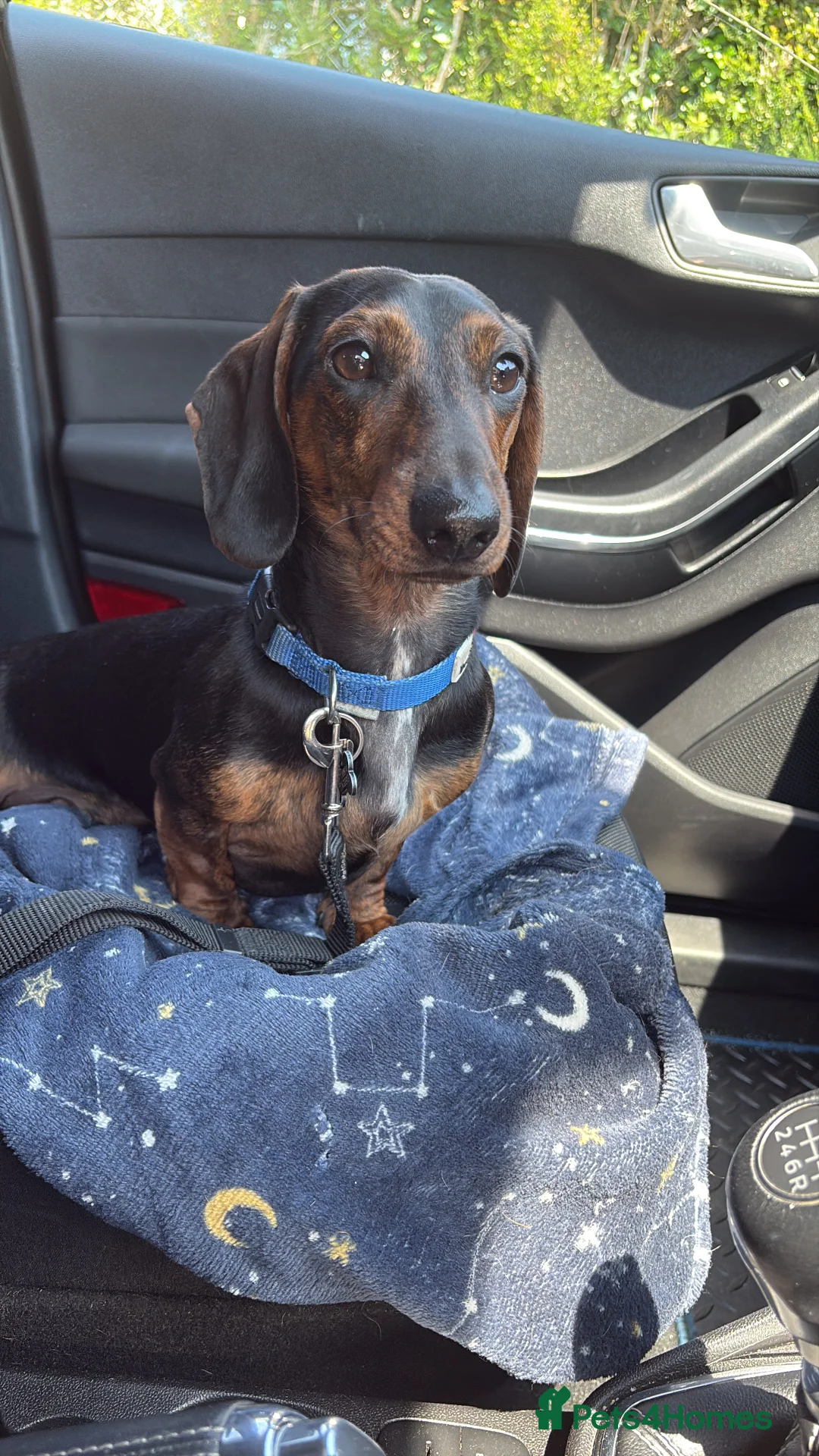 Dachshund dogs for stud: STUD - smooth haired brindle (black+tan) dachshund - Advert 2