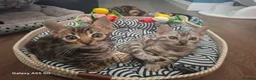 Bengal cats for sale:  Premium Bengal Kittens – 5★ Licensed Cattery - Advert 11