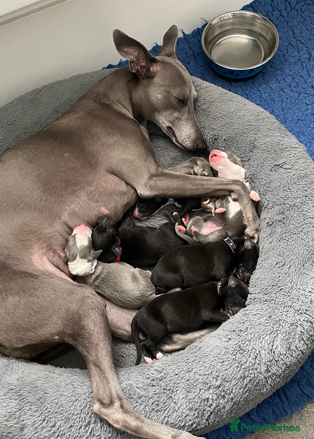 Whippet dogs for sale: Beautiful Pedigree Whippet puppies, healthy happy  - Image 12