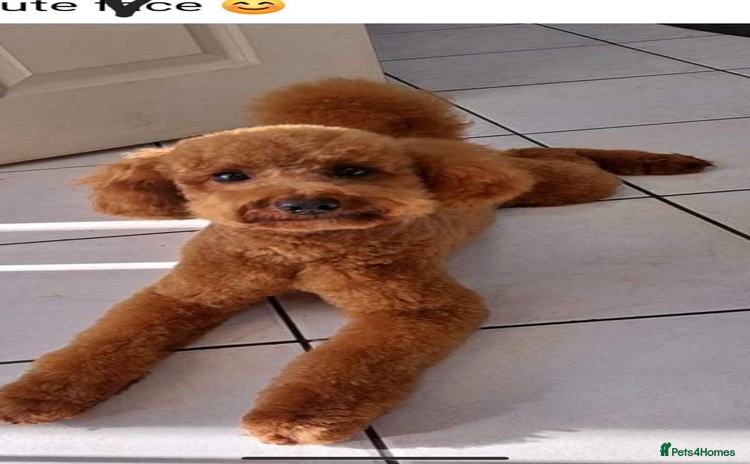 Cockapoo dogs - Advert 16