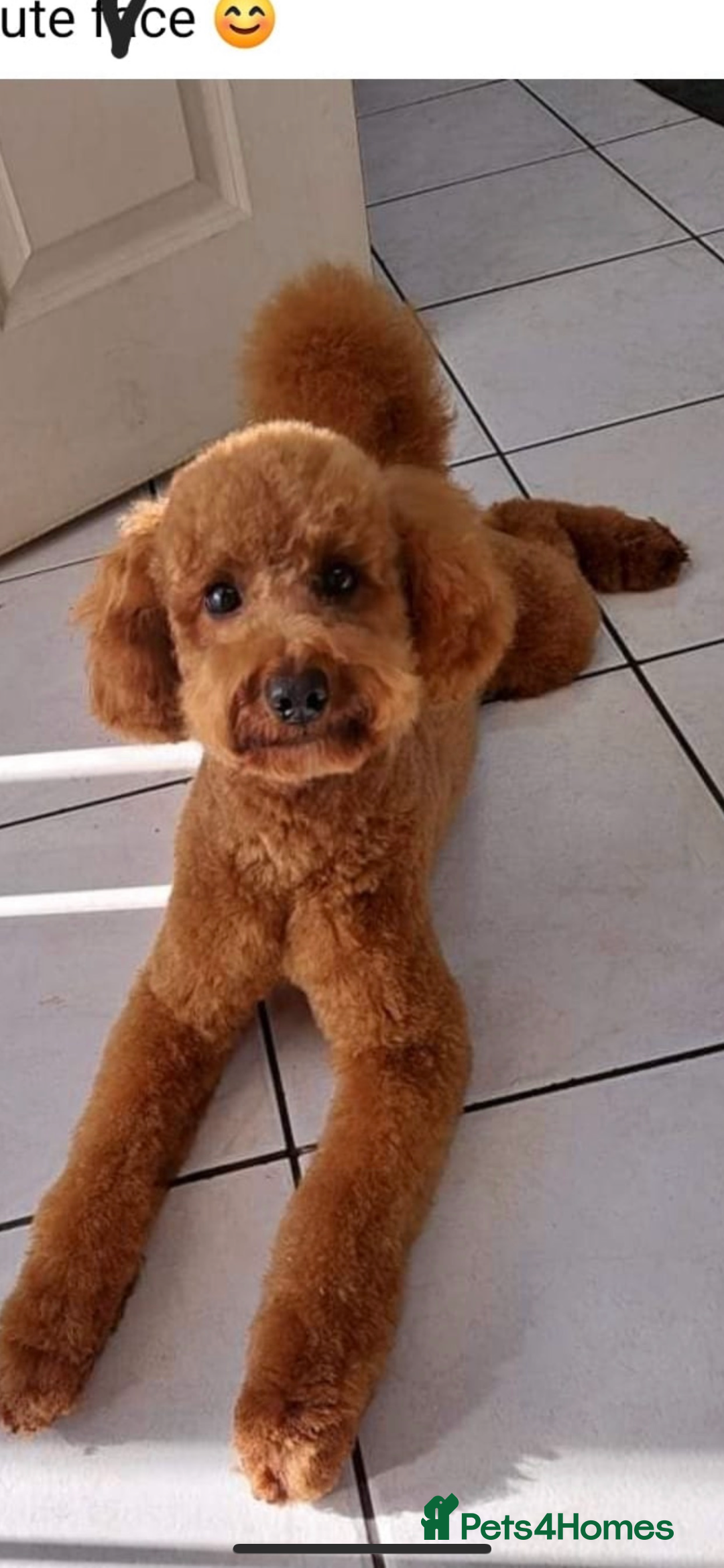 Cockapoo dogs for sale: Cockapoo - Image 18