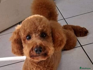 Cockapoo dogs - Advert 3