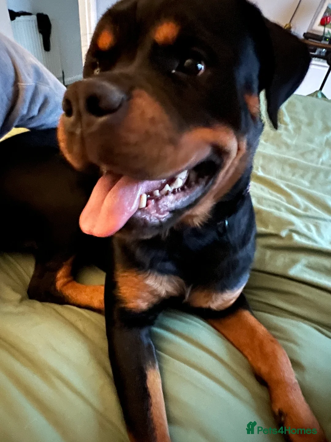 Rottweiler dogs for sale: Dollys looking for her forever home  in Peterborough - Advert 2