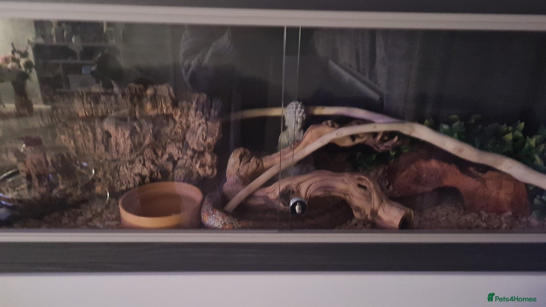 Corn Snake reptiles for sale: Corn snake - Advert 2