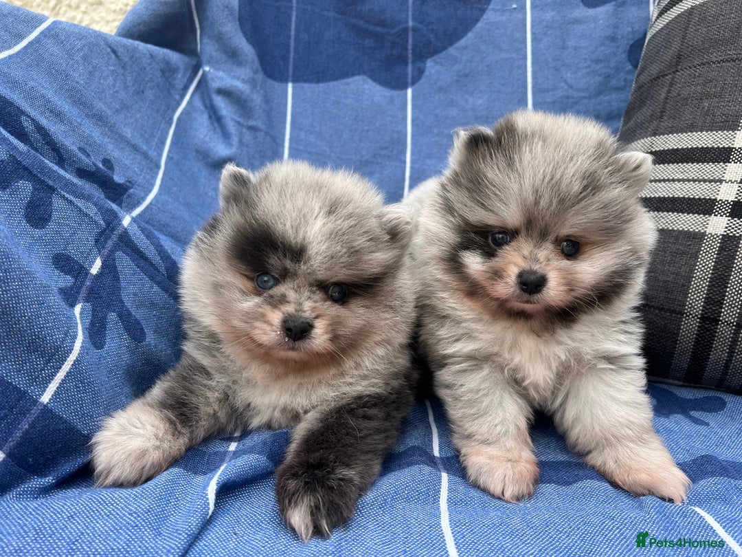 Pomeranian dogs for sale: ‼️💙QUALITY TEDDY BEAR MEARLE POMERANIAN💙 ‼️ - Image 12