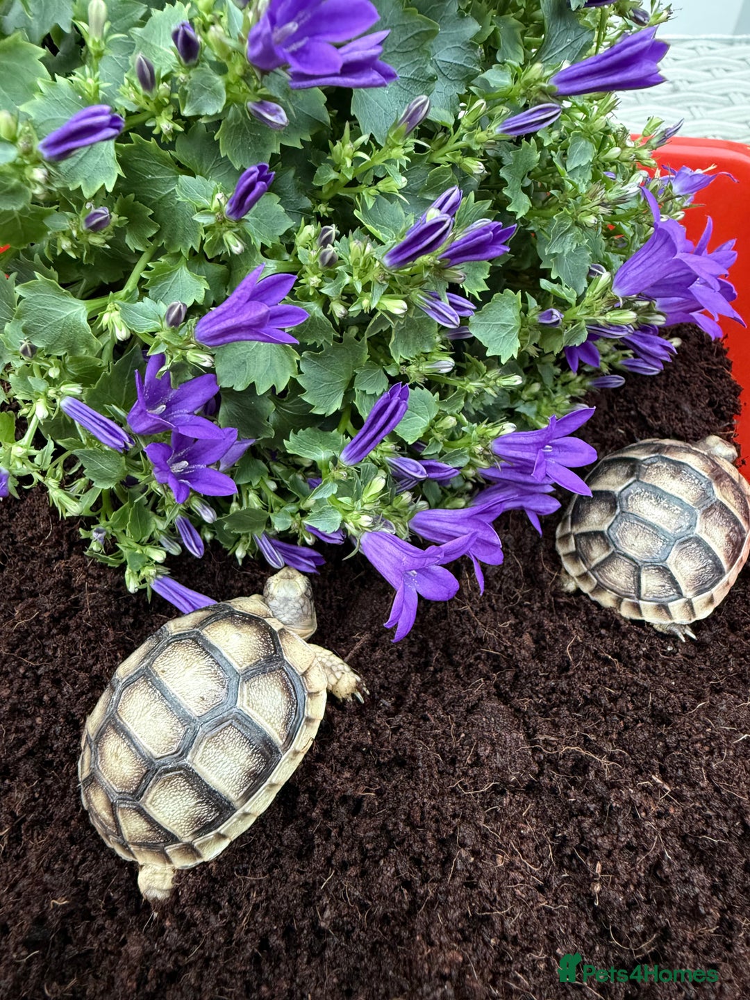Tortoise reptiles for sale: Baby Marginateds tortoises for sale. Ready now  - Image 6