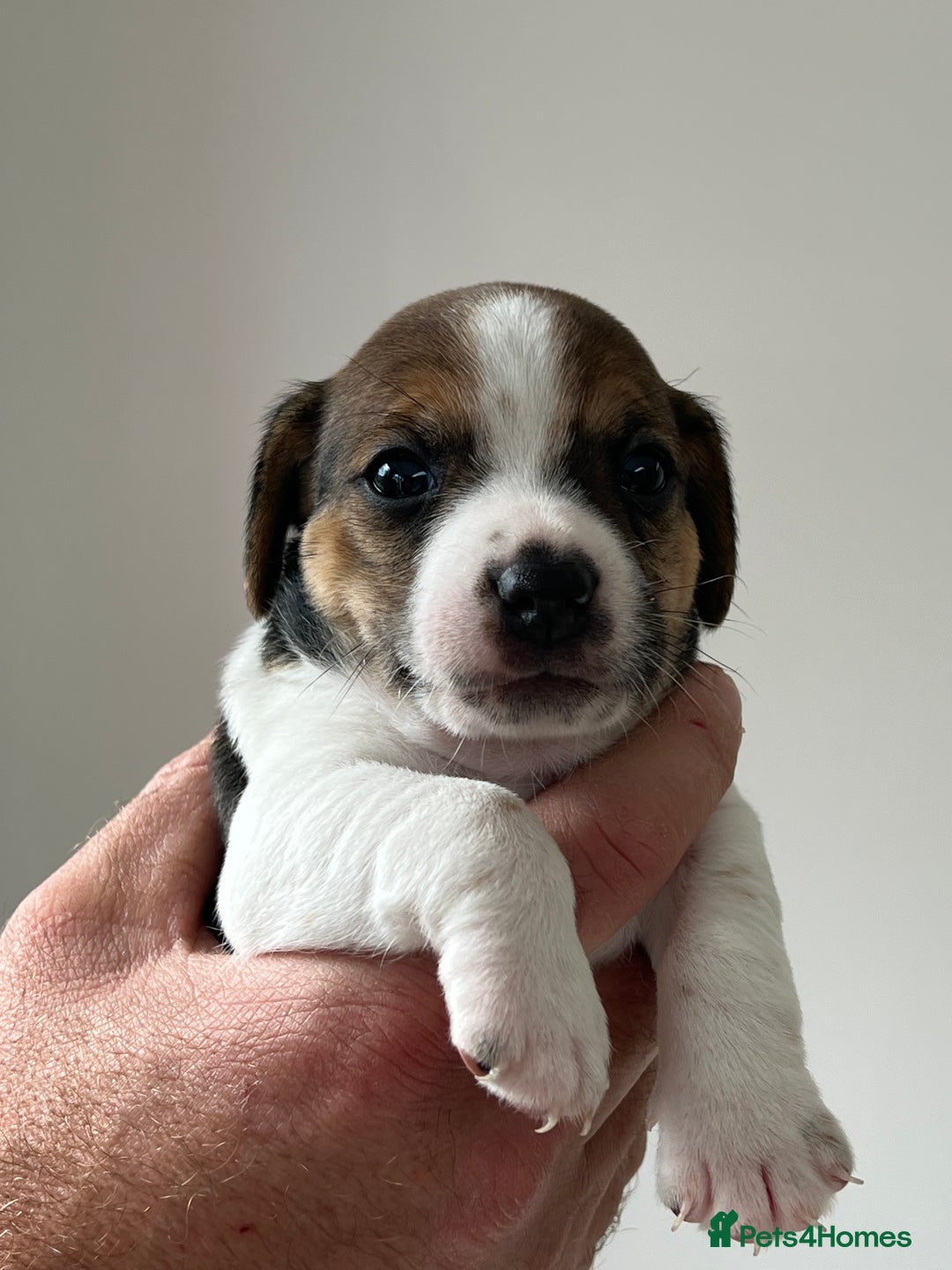 Jack Russell dogs for sale: Tri coloured Jack Russell puppies 🐶 - Image 5