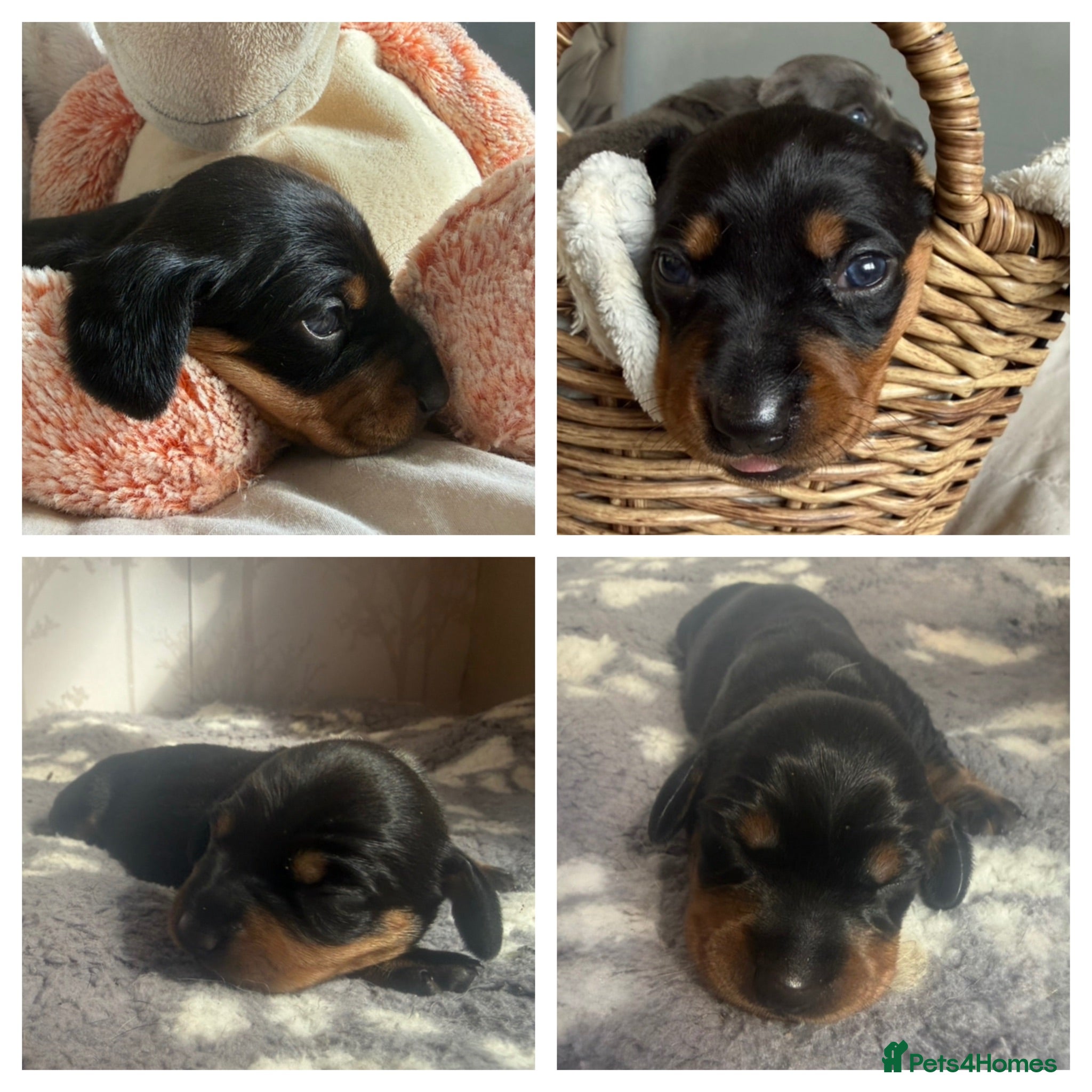 Miniature Dachshund dogs Last 2 pups 🩵🩷 - Advert 13