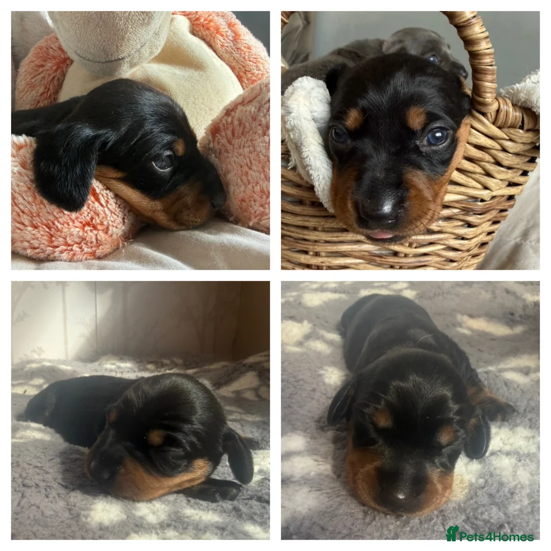Miniature Dachshund dogs for sale: Last 2 pups 🩵🩷 - Advert 1