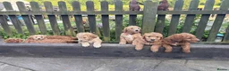Mixed Breed dogs for sale: Red Australian labradoodle  in Caerphilly - Advert 4
