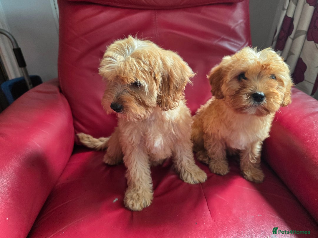 Cavapoo dogs for sale: Red f1 cavapoos  in Knutsford - Image 10