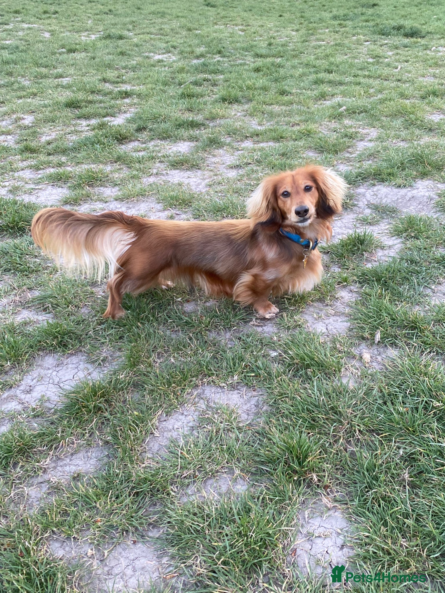 Miniature Dachshund dogs Daschund Stud  - Advert 14