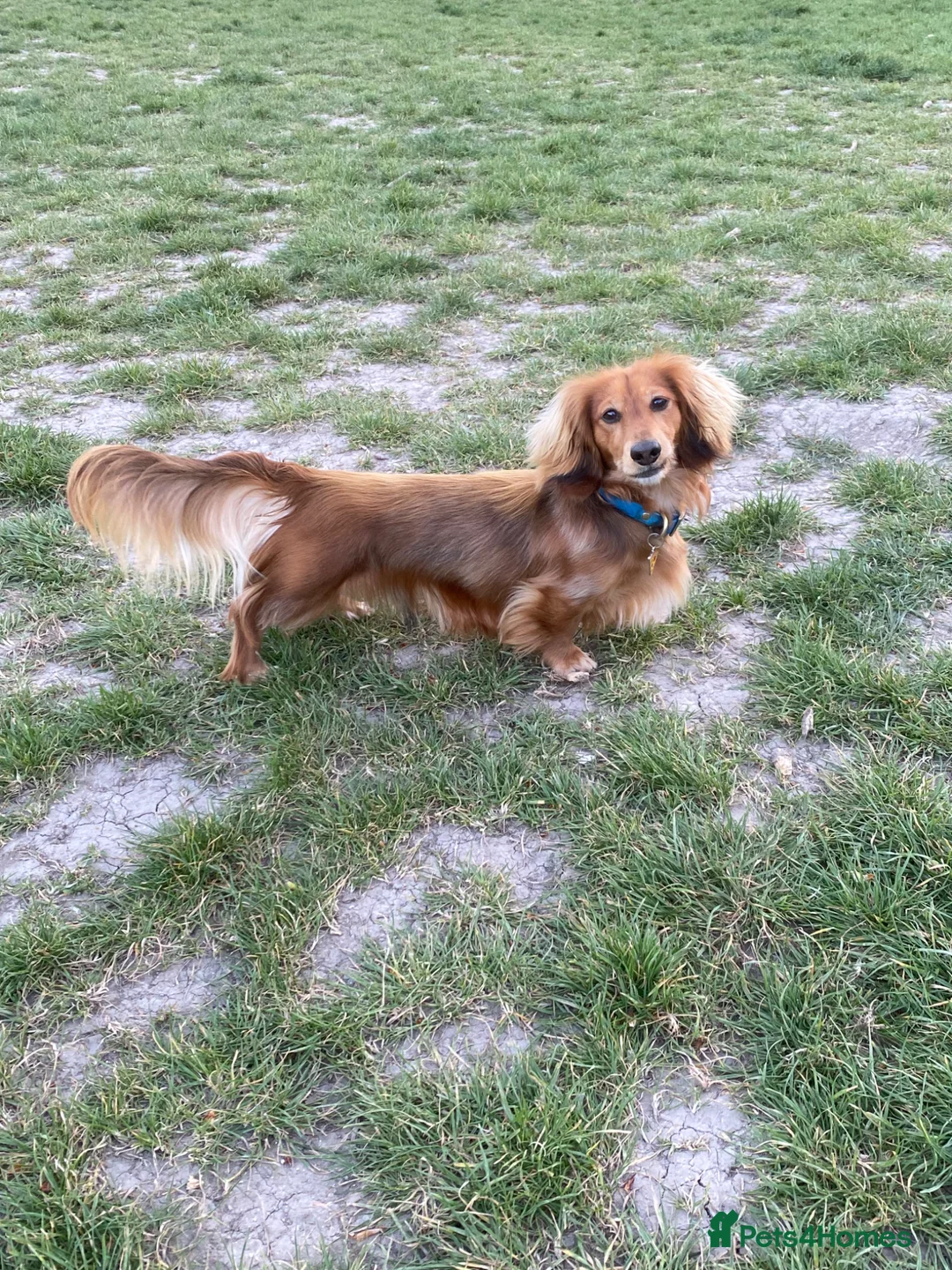 Miniature Dachshund dogs for stud: Daschund Stud  - Advert 1