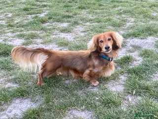 Miniature Dachshund dogs Daschund Stud - Advert 14