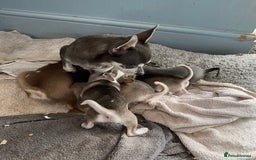 Chihuahua dogs for sale: Chihuahua puppies for sale  - Image 22