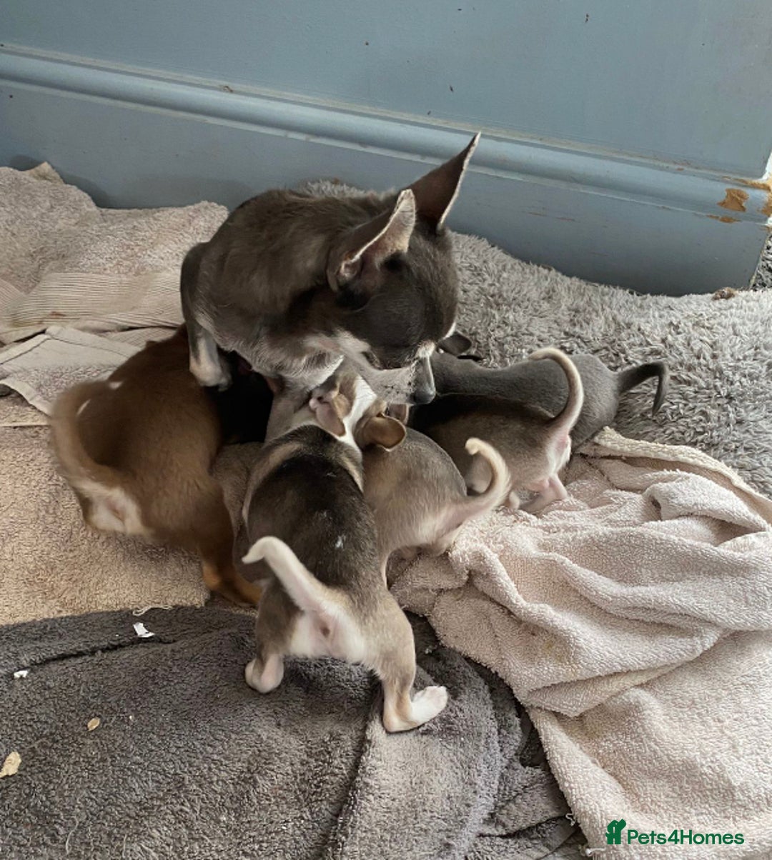 Chihuahua dogs for sale: Chihuahua puppies for sale  - Image 22