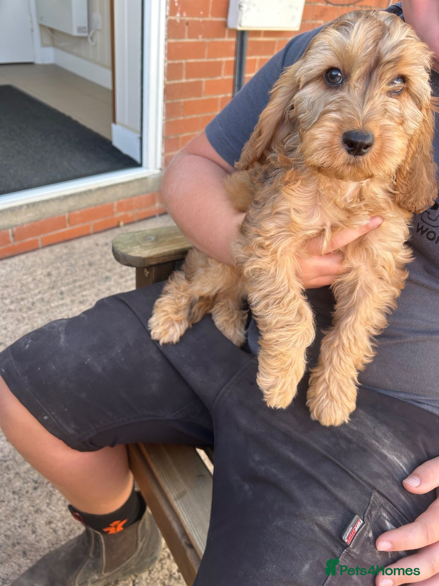 Cockapoo dogs Cockapoo 1 boy available  - Advert 15