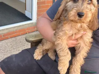 Cockapoo dogs Cockapoo 1 boy available - Advert 15