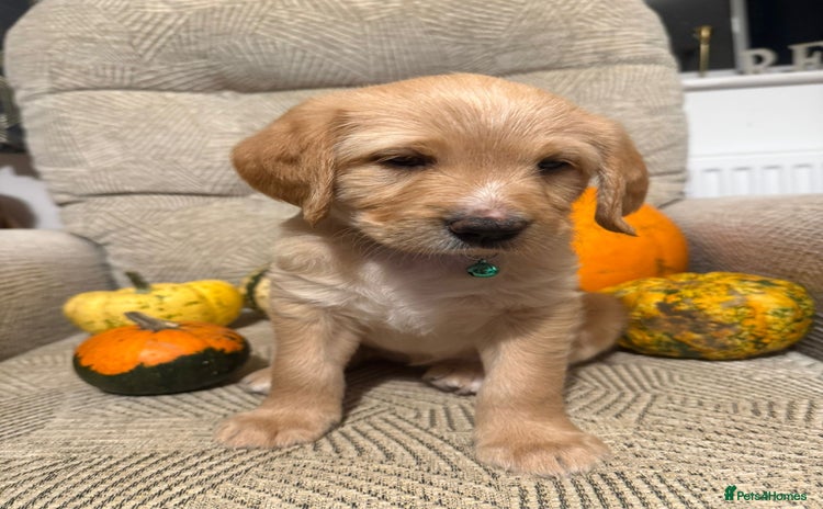 Australian Labradoodle dogs - Advert 3