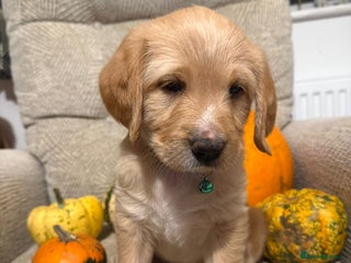 Australian Labradoodle dogs - Advert 4