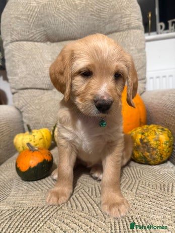 Australian Labradoodle dogs - Advert 3