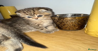 British Shorthair cats - Advert 6