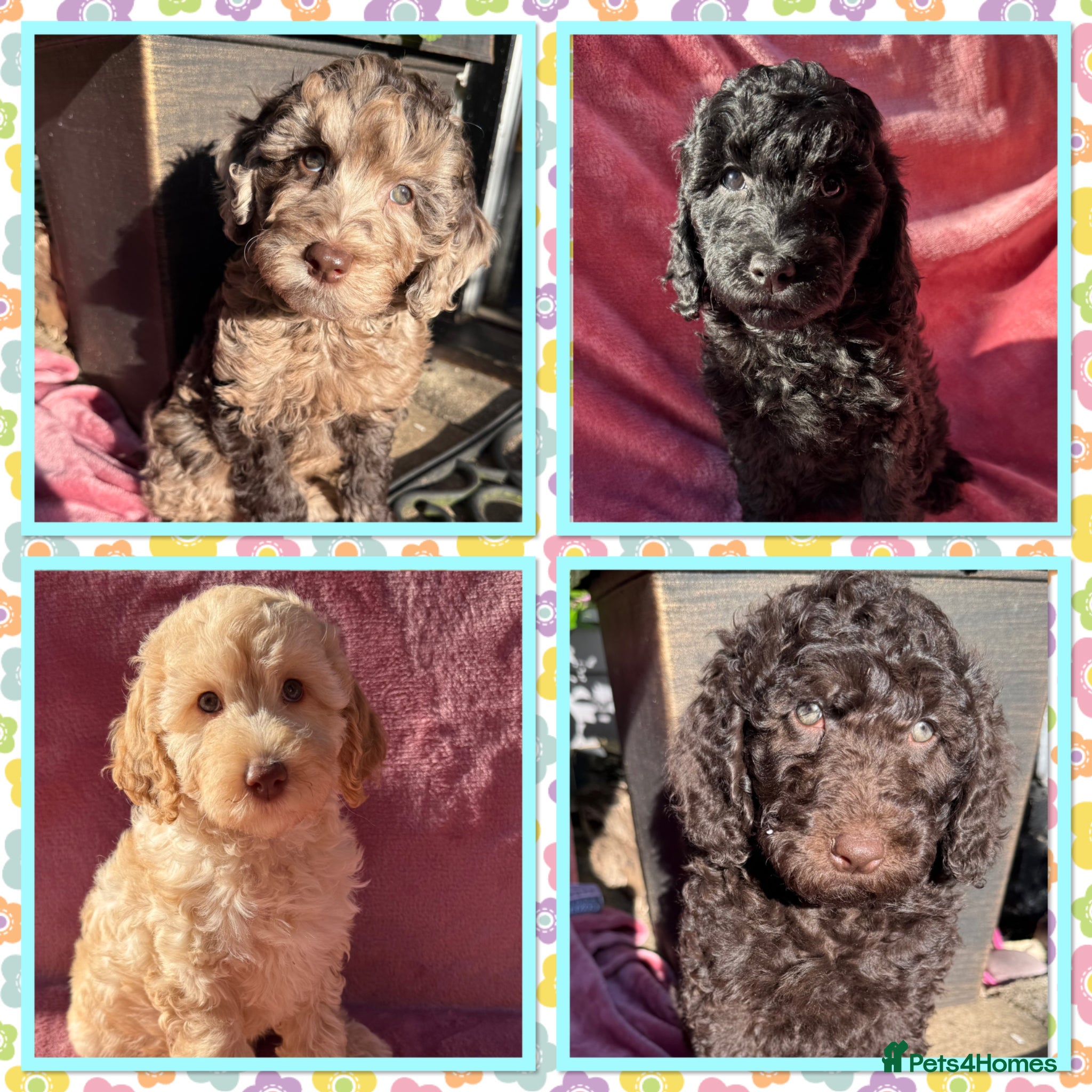 Labradoodle dogs 🌈READY NOW/THERAPY/ASSISTANCE PUPS IN TRAINING🌈 - Advert 1