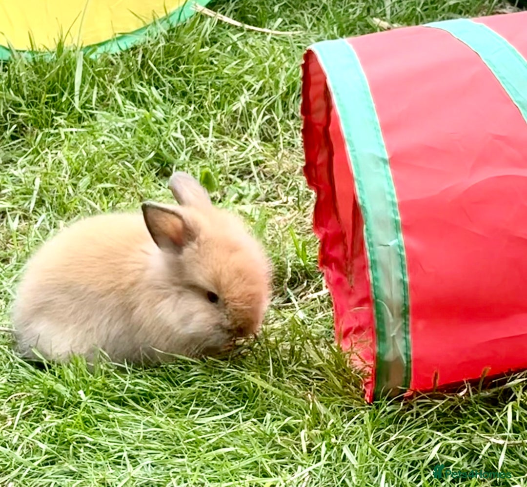 Lionhead rabbits for sale: Teddy Double & Single Lionhead Price starts at £35 - Image 33
