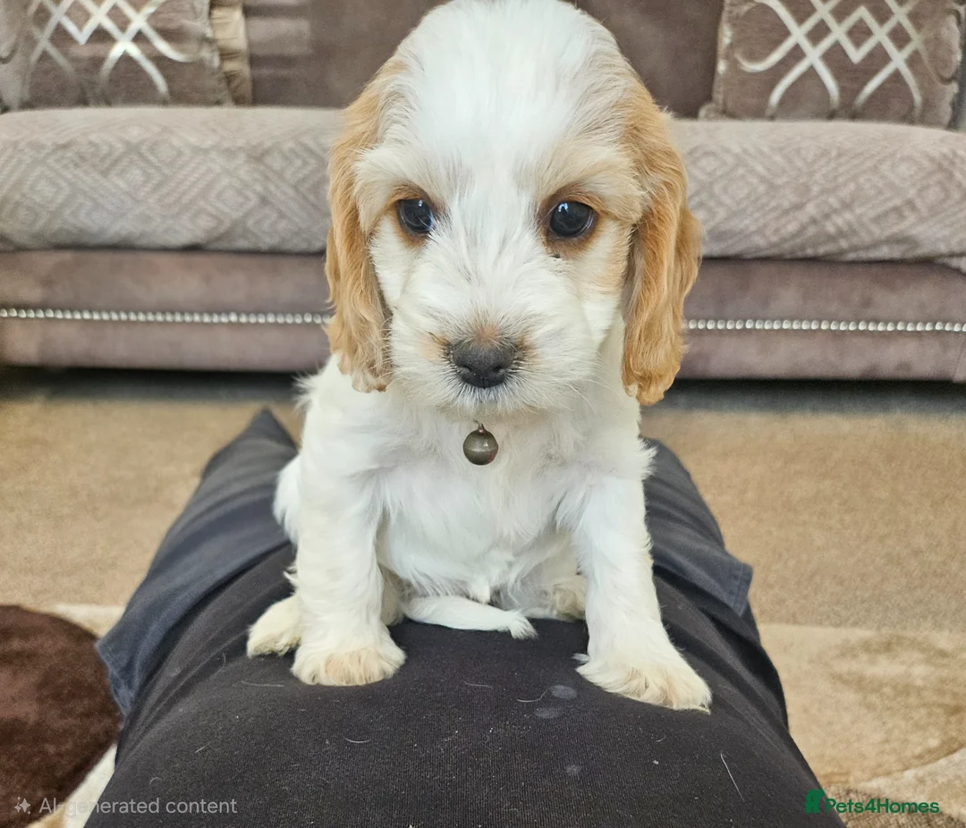 Cockapoo dogs for sale:  4 cockerpoo puppies remaining!!🐶🐶 - Advert 2