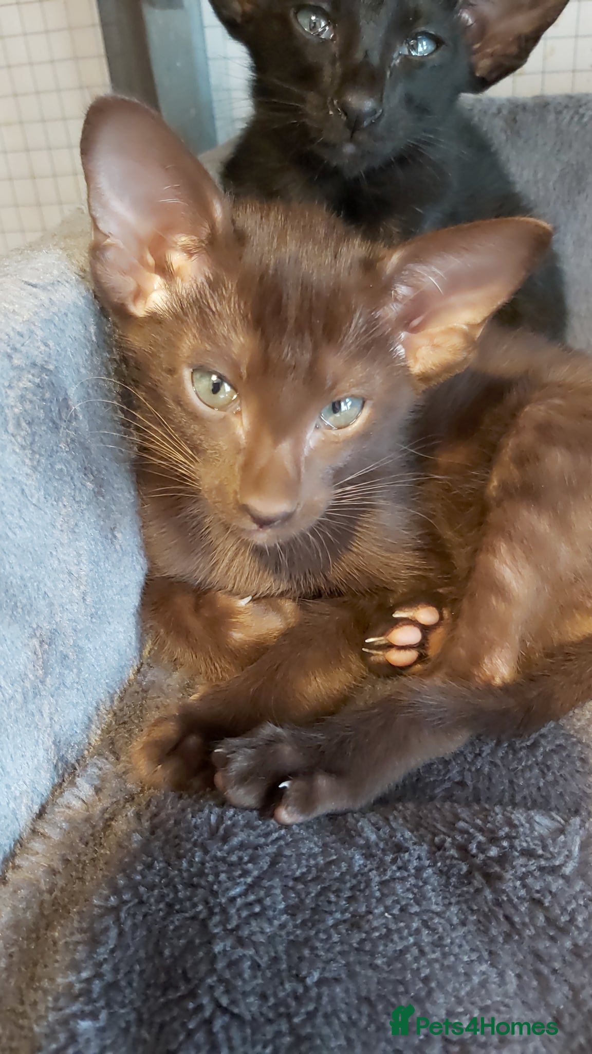 Oriental cats Pedigree Oriental 1 GIRL XL size ears GCCF£1300 - Advert 3