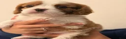 Cavalier King Charles Spaniel dogs for sale: 💙 Health Tested Cavalier Boys💙 - Advert 4