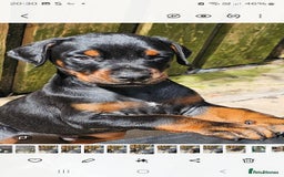 Dobermann dogs for sale: Male dobermann - Image 2