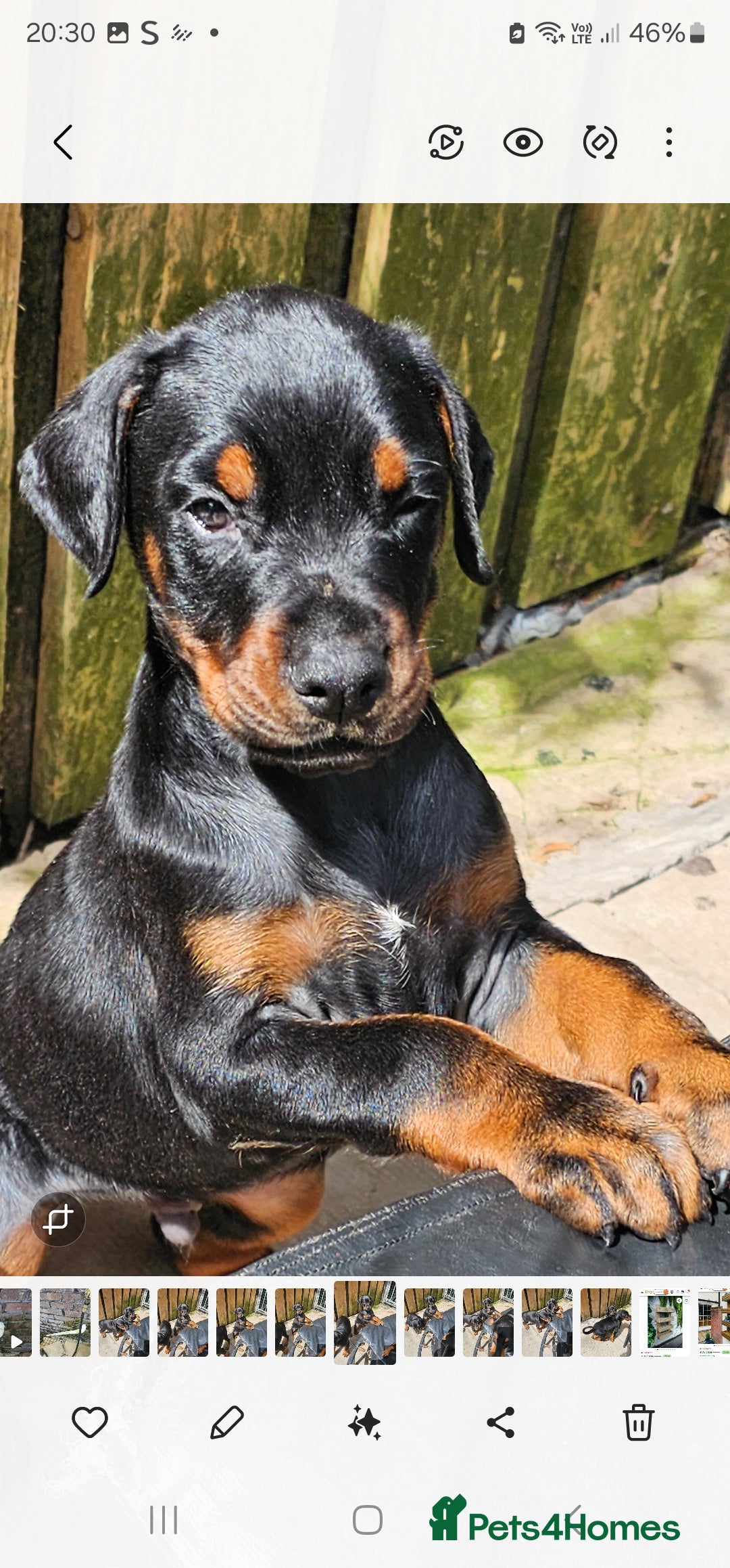 Dobermann dogs for sale: Male dobermann - Image 2