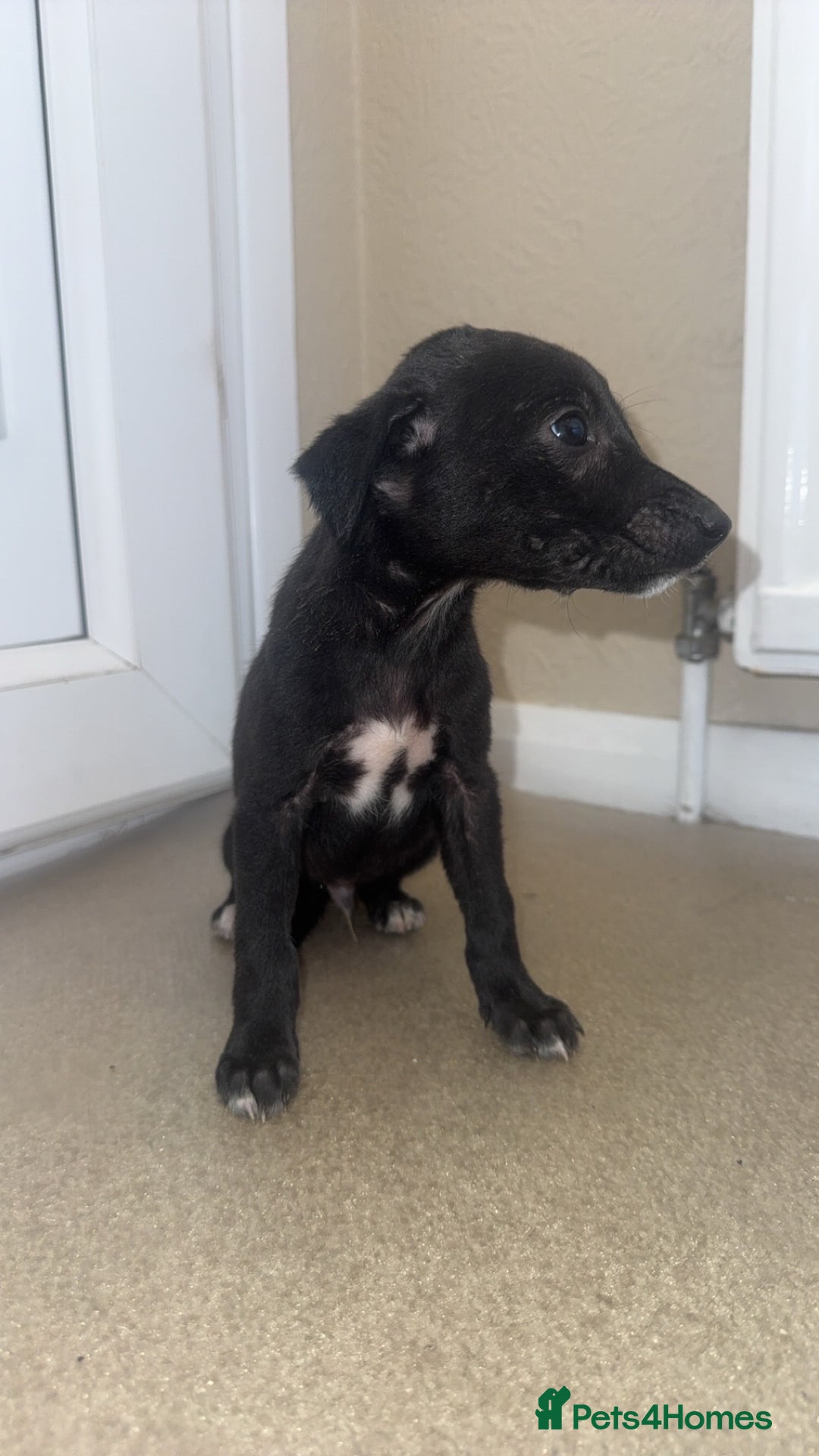 Mixed Breed dogs for sale: Stunning wiggy puppies  - Image 14