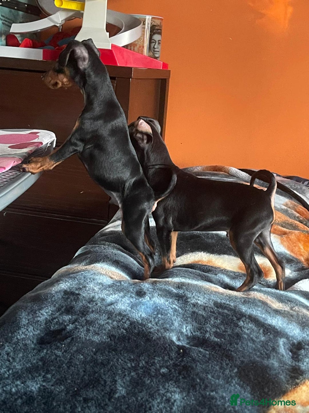 Miniature Pinscher dogs for sale: Beautiful Miniature Pinscher . - Advert 28