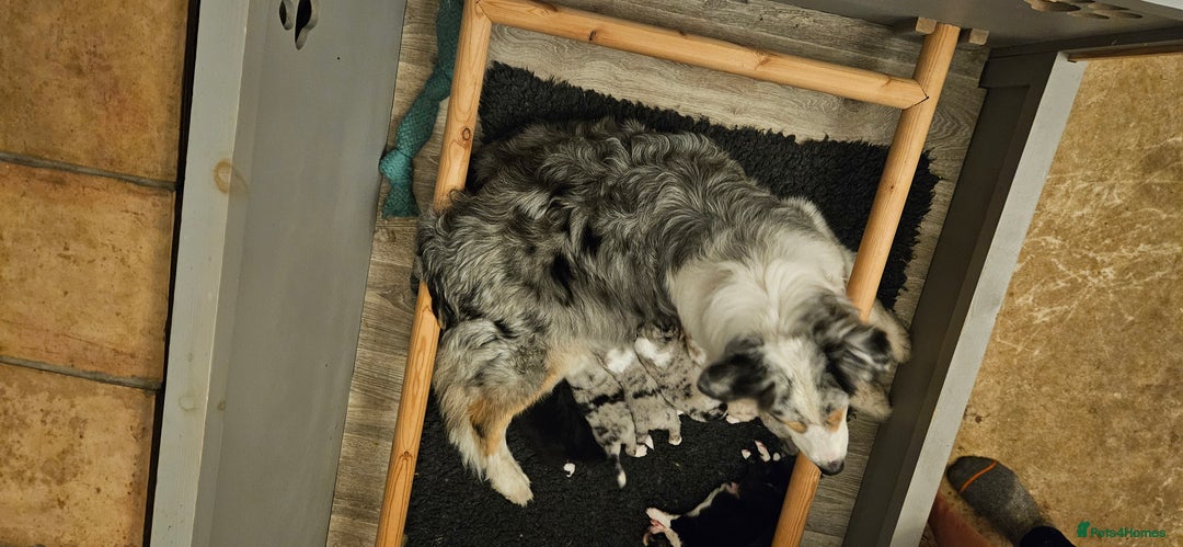 Australian Shepherd dogs for sale: Australian Shepherd Litter  - Image 2