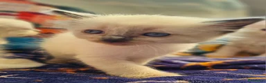 Ragdoll Kitten 3
