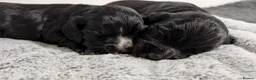 Cocker Spaniel dogs for sale: KC Registered Working Cocker Spaniel Puppies  - Advert 3