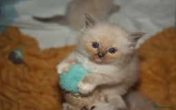 Ragdoll cats for sale: Ragdoll fluff balls for sale - Image 5