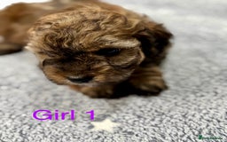 Cockapoo dogs for sale: Outstanding Cockapoos Fully Health Tested  - Image 15