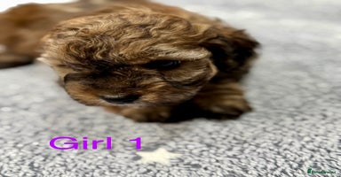 Cockapoo dogs - Advert 7