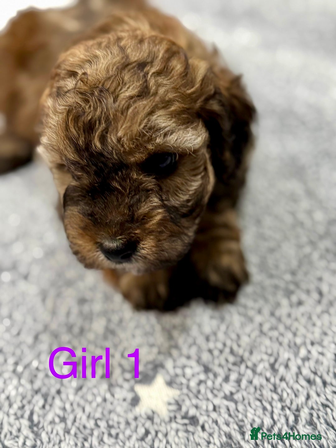 Cockapoo dogs for sale: Outstanding Cockapoos Fully Health Tested  - Image 15