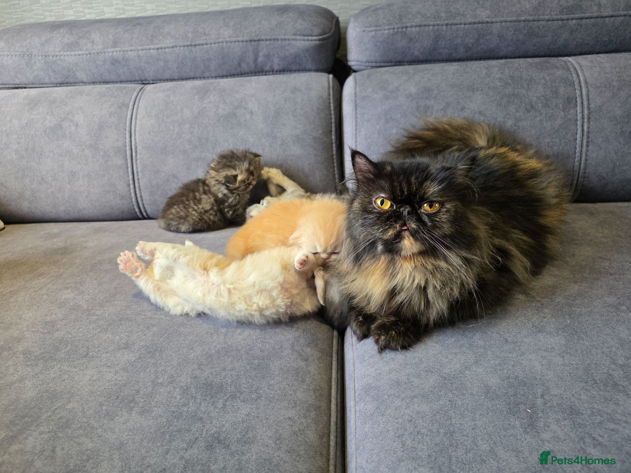 Persian cats 6 Stunning Persian Kittens - Advert 1