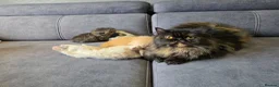 Persian cats for sale: 6 Stunning Persian Kittens - Advert 1