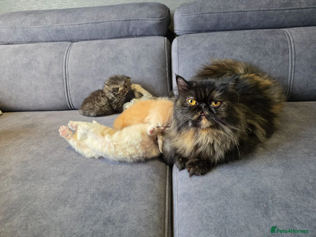 Persian cats for sale: 6 Stunning Persian Kittens - Advert 1